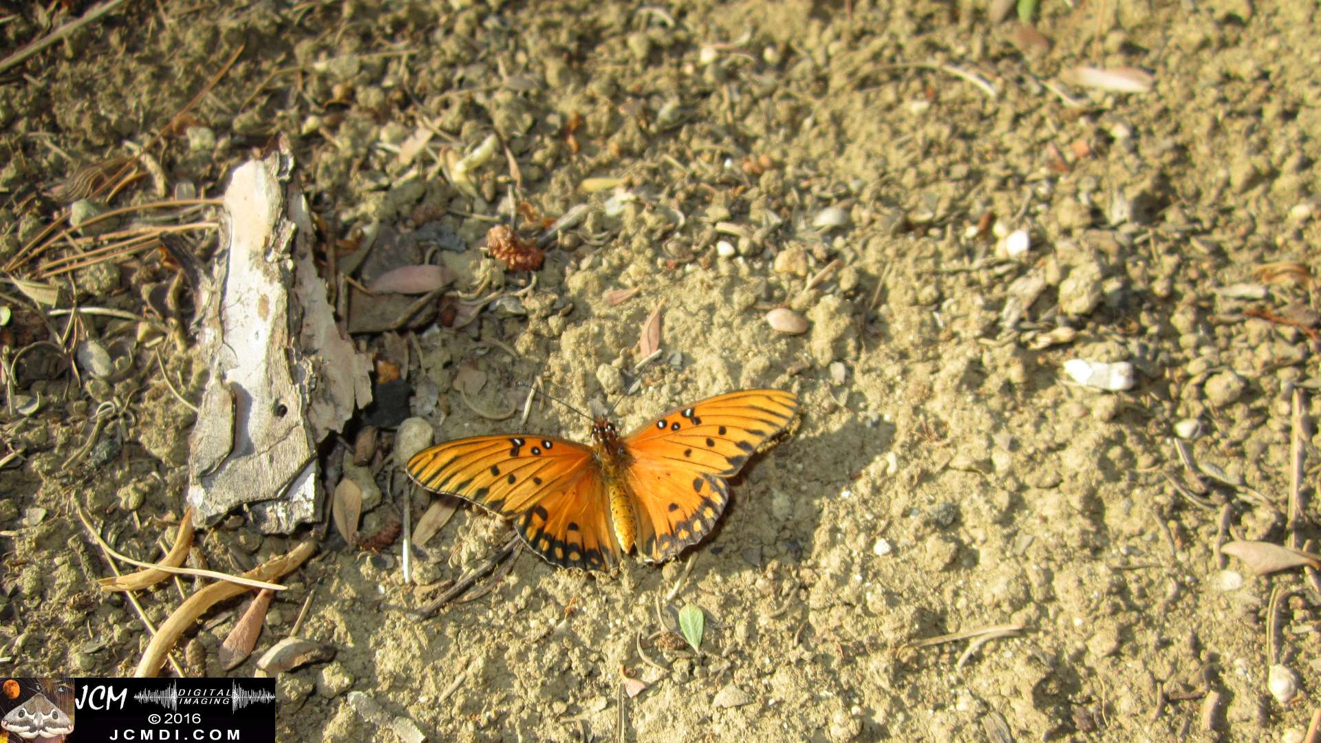 A Gulf Fritillary butterfly being released at the end of the life cycle-rearing documentary project